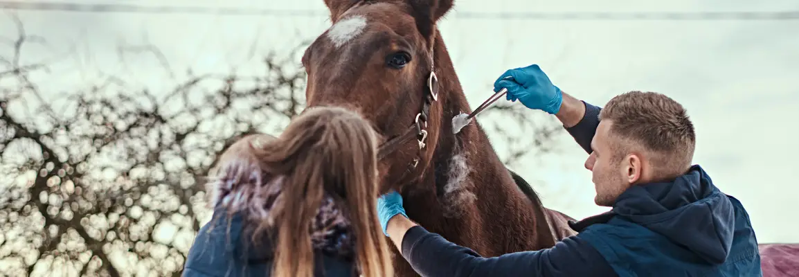 Building a Welfare Partnership How Veterinarians and Owners Work Together