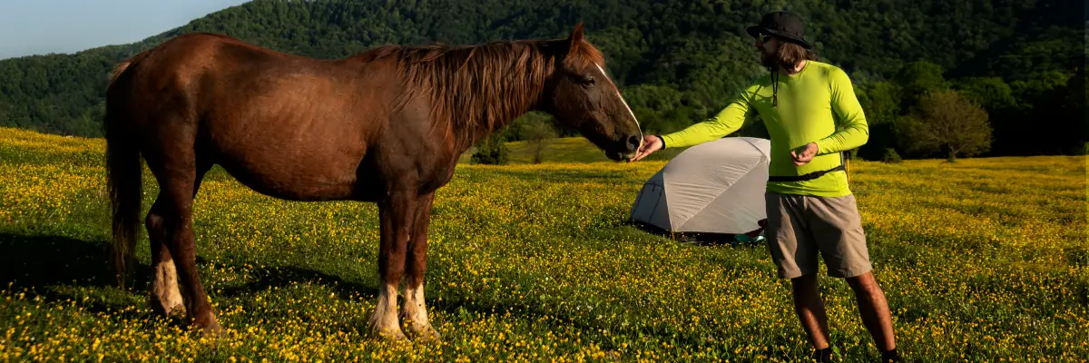 Caring for the Senior Horse Nutrition, Dentistry & Comfort