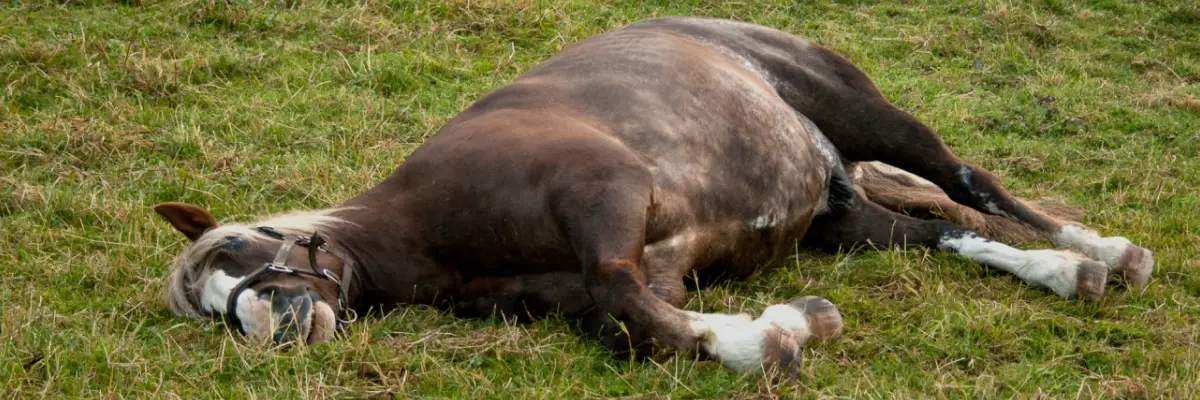 Colic, Choke & Eye Injuries What to Do Before the Veterinarian Arrives