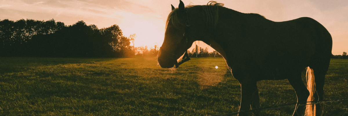 How Dental Health Impacts Nutrition, Weight & Welfare