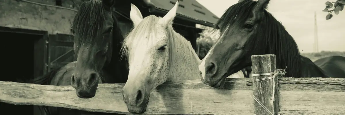How to Take Your Horse’s Vital Signs (and What They Tell You)