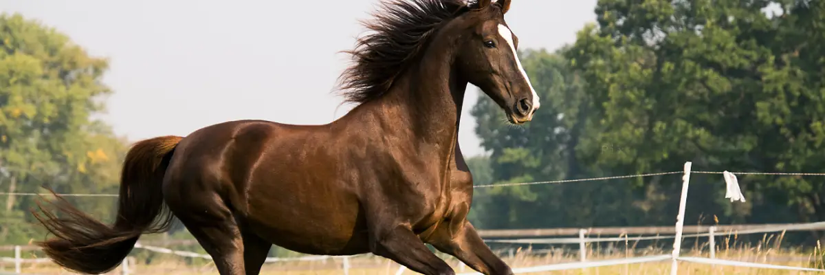 What Your Veterinarian Wishes Every Horse Owner Knew