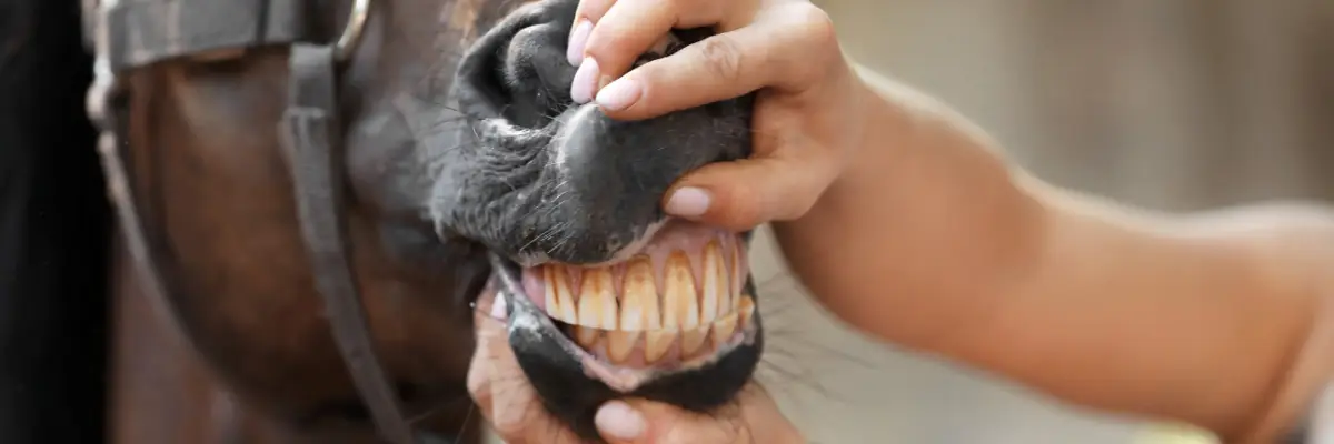 Who Should Float Your Horse’s Teeth Veterinarian vs Dental Technician